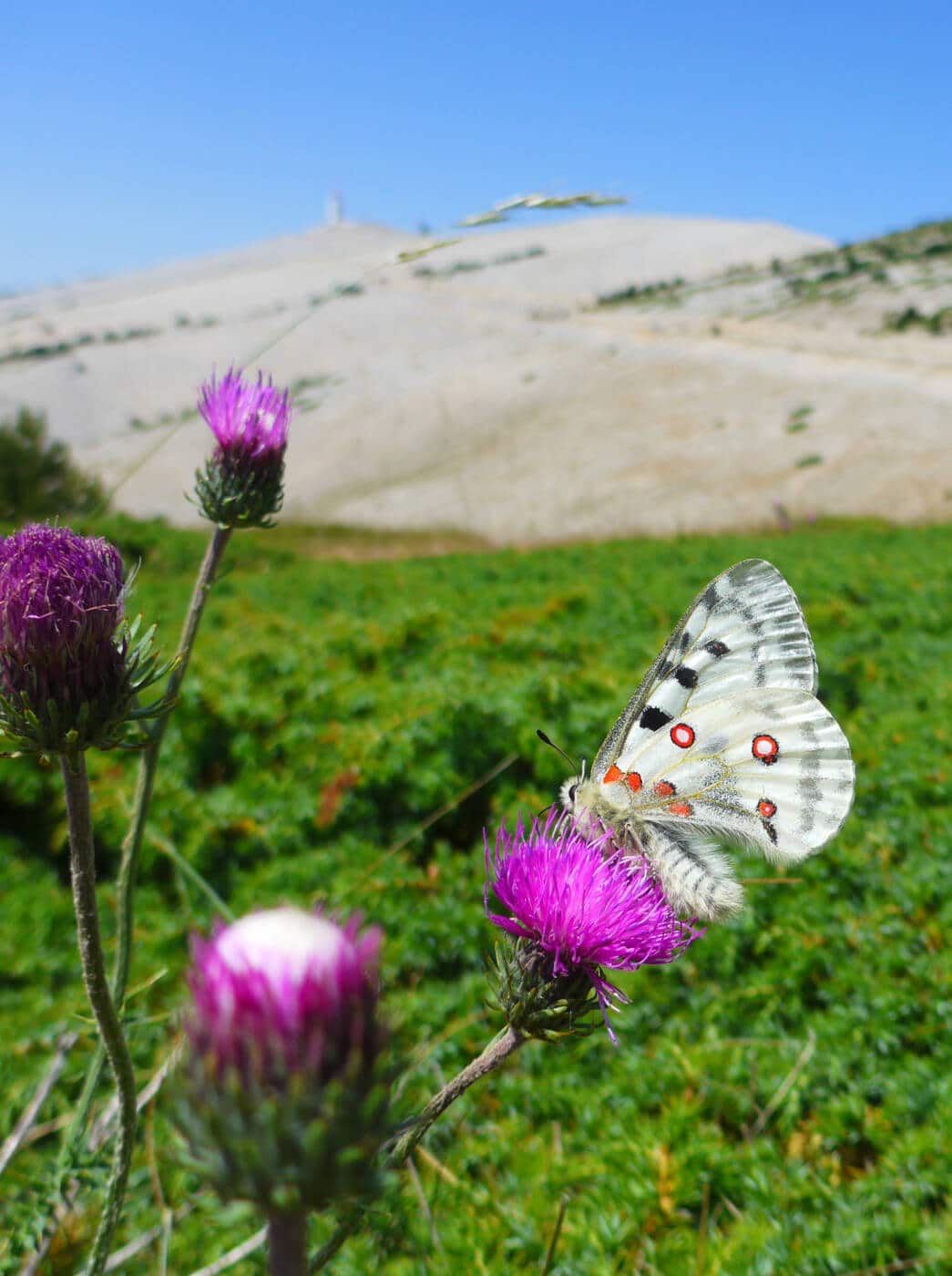 Apollon ©M. Dusacq PNRMV