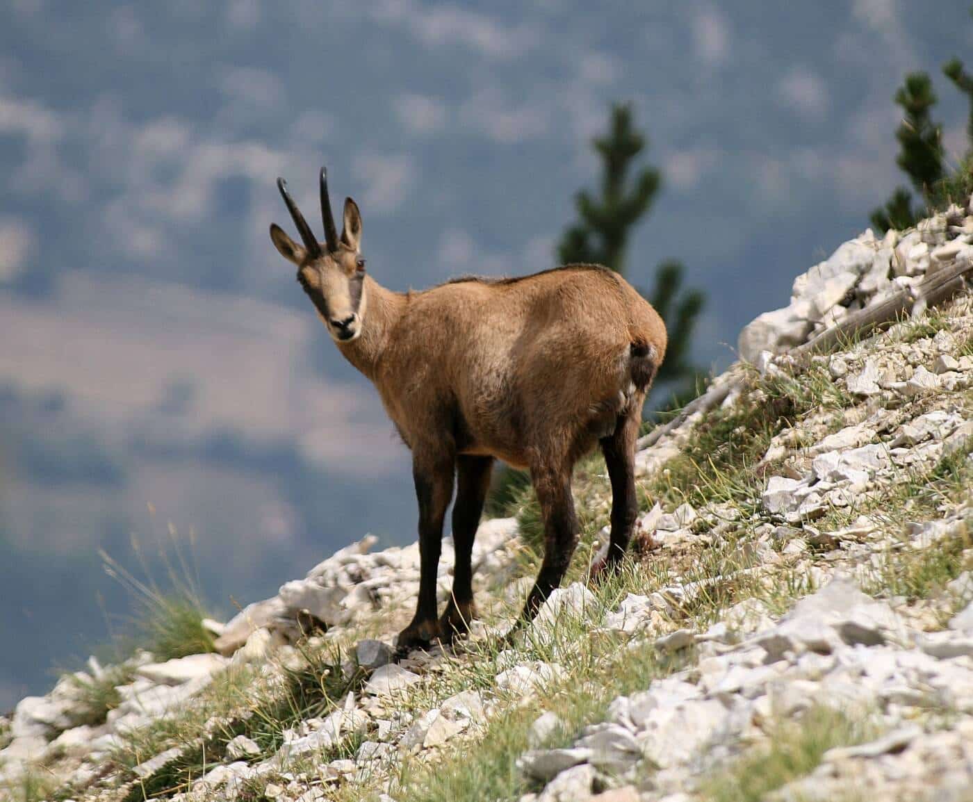 Chamois