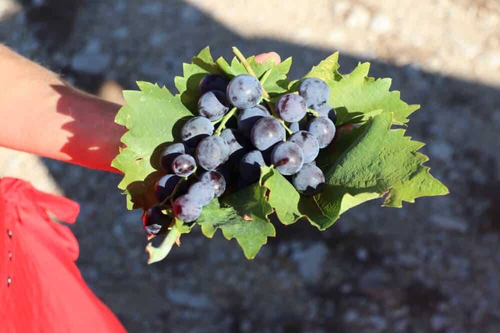 Copie de raisin muscat du ventoux