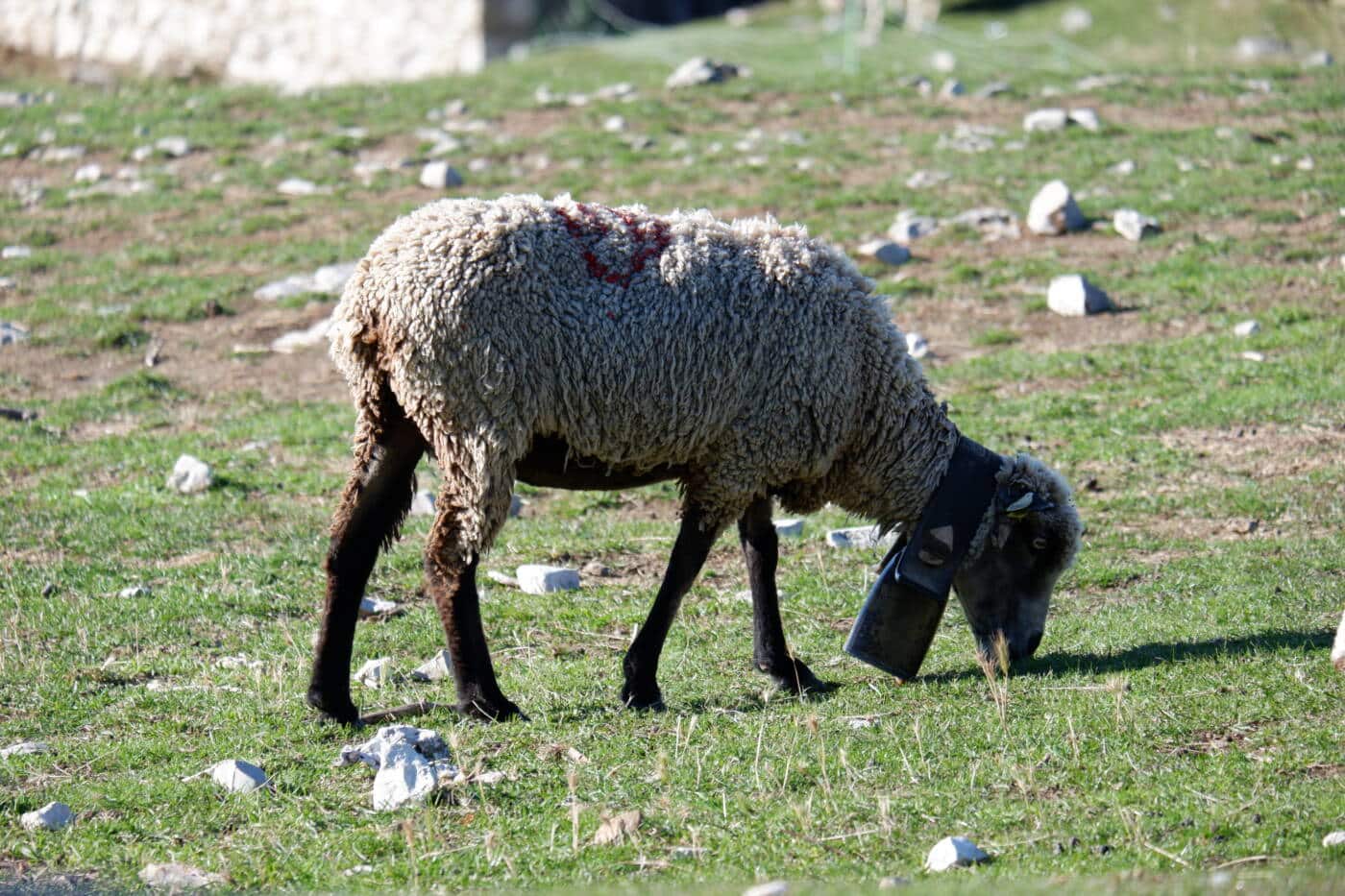 Ventoux moutons 1